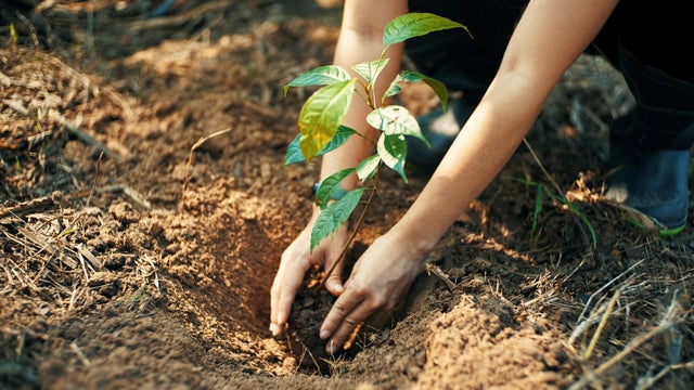 Plant for the earth 