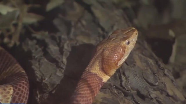 Texas snake 