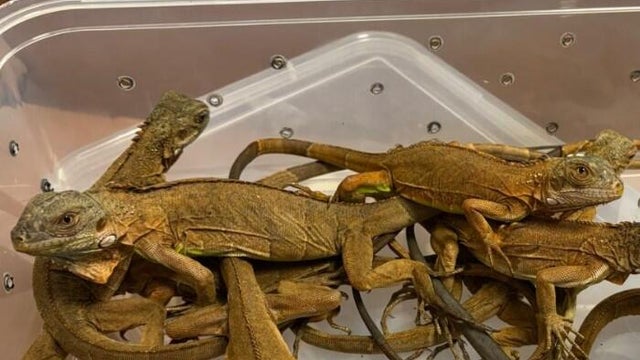 lizards-beling-smuggled-into-mumbau-india-061025.jpg 